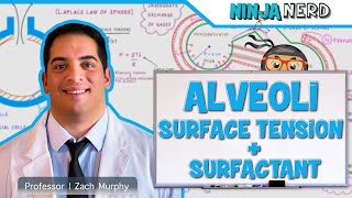 Respiratory  Surface Tension amp Surfactant in Alveoli [upl. by Ellierim]