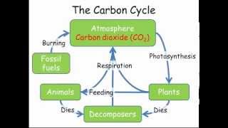 Carbon amp Nitrogen Cycles GCSE Combined Science Biology [upl. by Eseuqcaj]