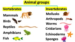 Animal groups  Vertebrates amp invertebrates [upl. by Jerusalem]