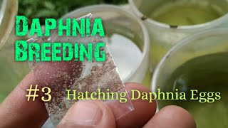 Daphnia Culture made simple and easy 3  Hatching Daphnia eggs [upl. by Canica724]