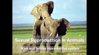 Sexual Reproduction in Animals [upl. by Pudens]