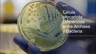 Célula procariota Diferencias entre Archaea y Bacteria [upl. by Ramburt]