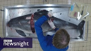 Autopsy of a Porpoise What killed it  BBC Newsnight [upl. by Annaer]