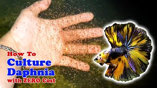 How to Culture Daphnia with ZERO Cost  Unlimited Live Food For Our Fish [upl. by Meter373]