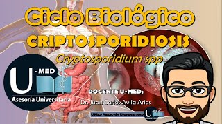 ✔CICLO BIOLÓGICO CRIPTOSPORIDIOSIS [upl. by Nitfa]