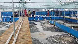 Vannamei 101 Super intensive indoor shrimp culture farms [upl. by Mirisola]