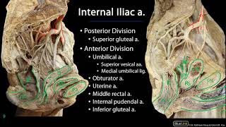 Pelvic Vasculature M1 Perineum SDV [upl. by Ursuline]