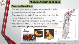 Phylum Acanthocephala [upl. by Anilah]