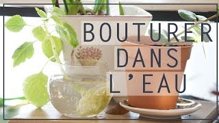 🌱 Bouturer les plantes dintérieur  Bouturage dans leau 💦 [upl. by Aner]