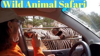 Visit to the Wild Animal SafariPine Mountain Ga [upl. by Faust]