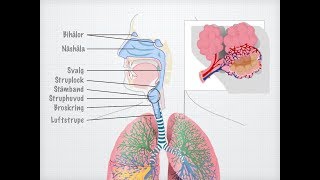 Människans andningsorgan gammal [upl. by Aivlys]