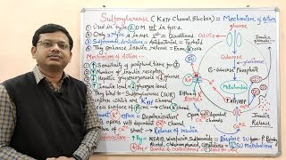 Diabetes Mellitus Part10 Mechanism of Action of Sulfonylurease  Antidiabetic Drugs  Diabetes [upl. by Brookhouse482]