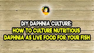 DIY Daphnia Culture How to Culture Nutritious Daphnia as Live Food for Your Fish [upl. by Schuman]