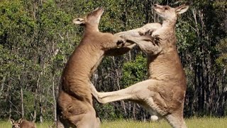 Filming The Kangaroo Boxing Fight  Wild Stories  BBC Earth [upl. by Nylirehc]