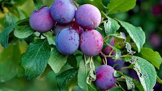 How To Grow Care and Harvesting Plum Trees in Backyard  growing fruits [upl. by Resarf921]