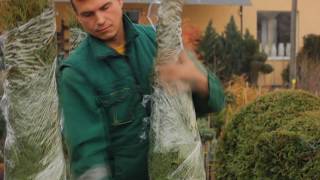 DIY How to insert plant in topiary frame [upl. by Aliehc]