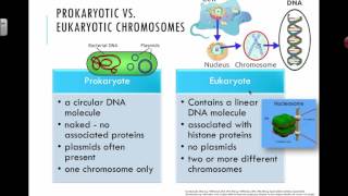 Prokaryotic vs Eukaryotic Chromosomes 2016 IB Biology [upl. by Aicenert]