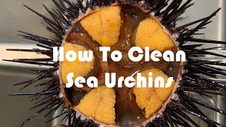 How to Open and Clean Live Sea Urchin in Two Ways [upl. by Kirwin819]