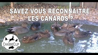 Savez vous reconnaitre les canards sauvages [upl. by Ydac]