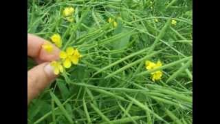 Wild edibles how to eat rapeseed leaves and flowers [upl. by Maynard]