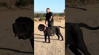 The Giant Neapolitan Mastiff Bebé [upl. by Fabiano540]