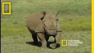 Saving the Black Rhino  National Geographic [upl. by Kronfeld931]