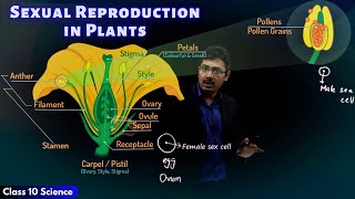 Sexual Reproduction in Plants  CBSE Class 10 Science  Toppr Study [upl. by Sorvats]