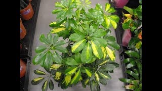 Schefflera Plant Complete Guide  How to Grow and Care Umbrella Plant [upl. by Franci768]