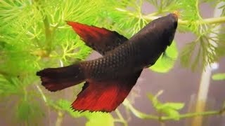 Female Betta Fish Information Care amp Tank Set up Guide [upl. by Nnayllehs]