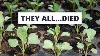 4 Reasons All My Seedlings Died [upl. by Mickie296]