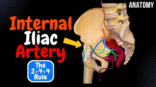 Internal Iliac Artery Scheme Course Branches Mnemonic  Anatomy [upl. by Eenwat]