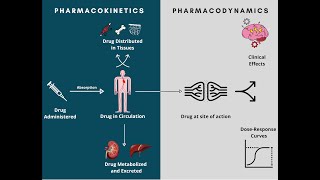 Pharmacodynamics and Pharmacokinetics  A rapid review [upl. by Anialeh289]