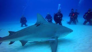 Cancun Playa Del Carmen Scuba Bull Shark Dive MUSA [upl. by Naut756]