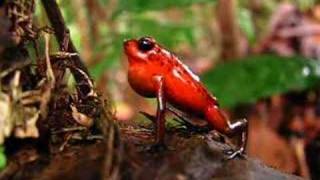 Strawberry poison dart frog Dendrobates pumilio calling in Costa Rica Video [upl. by Brittan215]