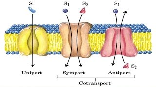 Cotransport mechanism [upl. by Sonni]