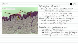 Stratified Squamous Epithelium [upl. by Osbourne]