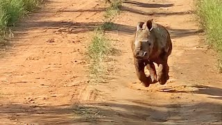 The Most Excited Baby Rhino Ever [upl. by Aubert513]