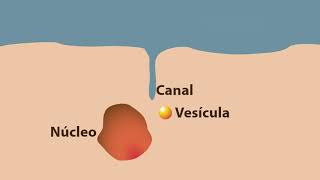 Endocitosis fagocitosis y pinocitosis [upl. by Rumpf]