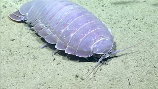 Real Isopod Hours Sure [upl. by Willtrude363]