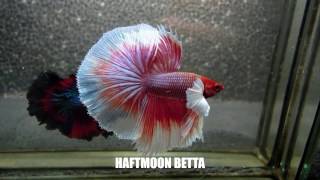 Most Beautiful Types of Betta Fish  Betta Fish Names [upl. by Rehpotsirc]