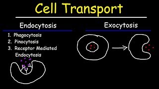 Cell Transport  Endocytosis Exocytosis Phagocytosis and Pinocytosis [upl. by Froma]