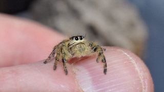 BEST TAKEDOWN YET Hyllus diardi hunts down a fly on my hand [upl. by Sherwynd]