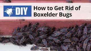 How to Get Rid of Boxelder Bugs  DoMyOwncom [upl. by Ettelra]