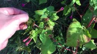 How to Collect Four O’Clock Seeds  Mirabilis Jalapa [upl. by Barrett]