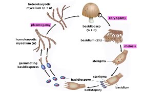 Basidiomycota Part 2 The Mushroom Life Cycle [upl. by Lauretta]