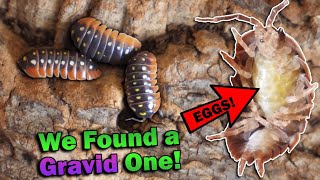 Meet All of Our Isopods [upl. by Ardel]