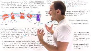 Introduction to Oxidative Phosphorylation [upl. by Farrand]