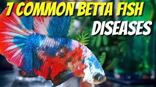 7 COMMON BETTA DISEASES FOR BETTA LOVERS [upl. by Nnaeirelav]