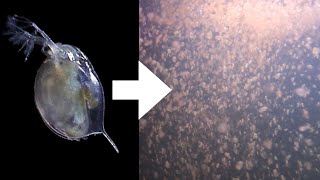 How I Culture Daphnia [upl. by Alleen]