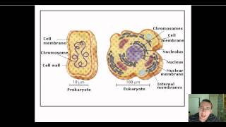 Prokaryotic vs Eukaryotic DNA Replication [upl. by Noami907]